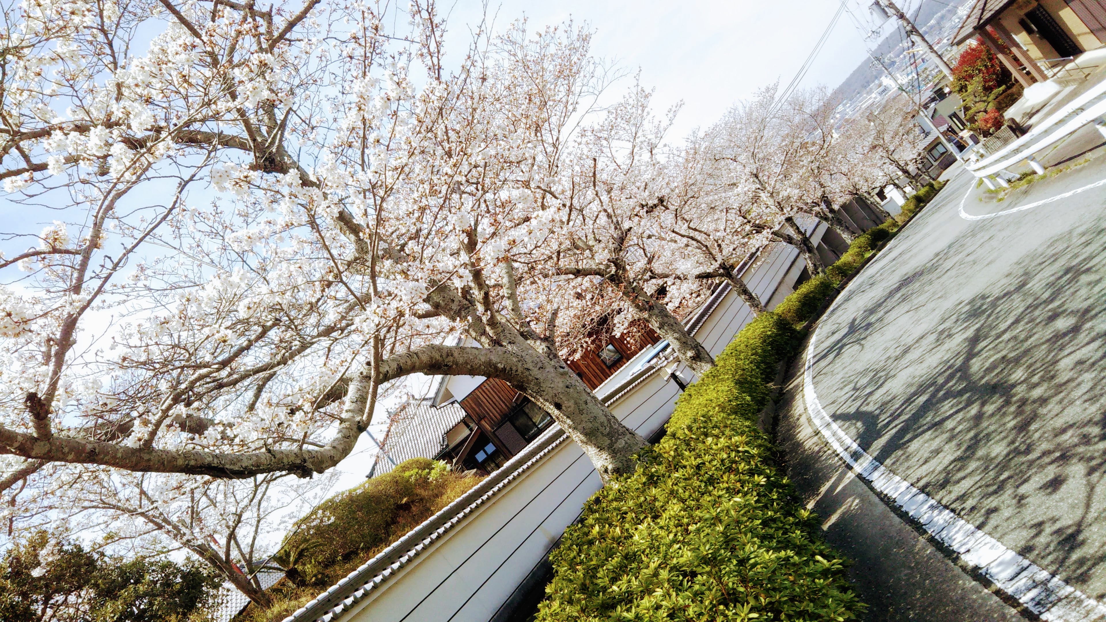 囲炉裏 桜の木 囲炉裏 桜の木