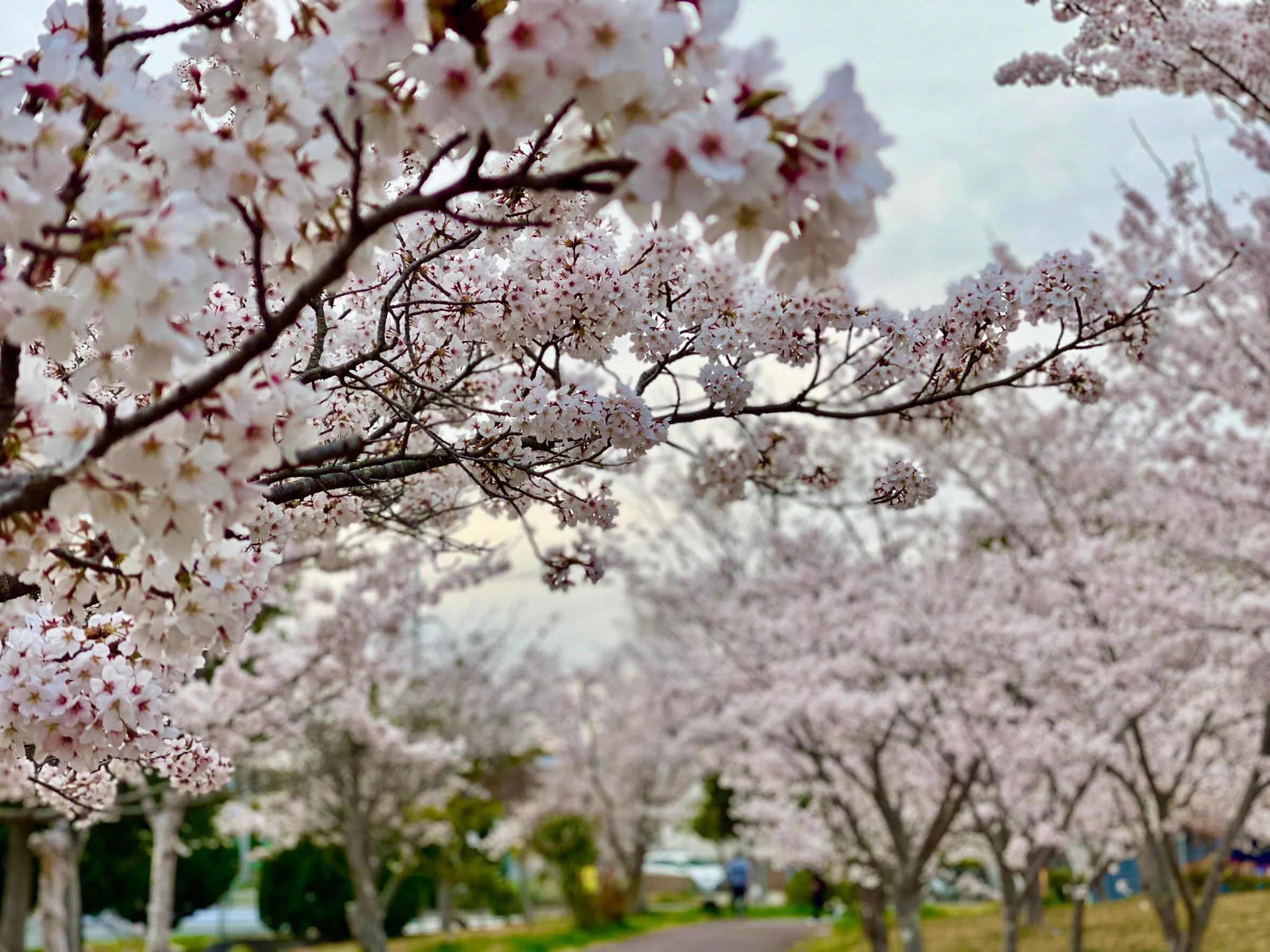 桜❀ 9e00de88ca45a7bfc342471a61257d