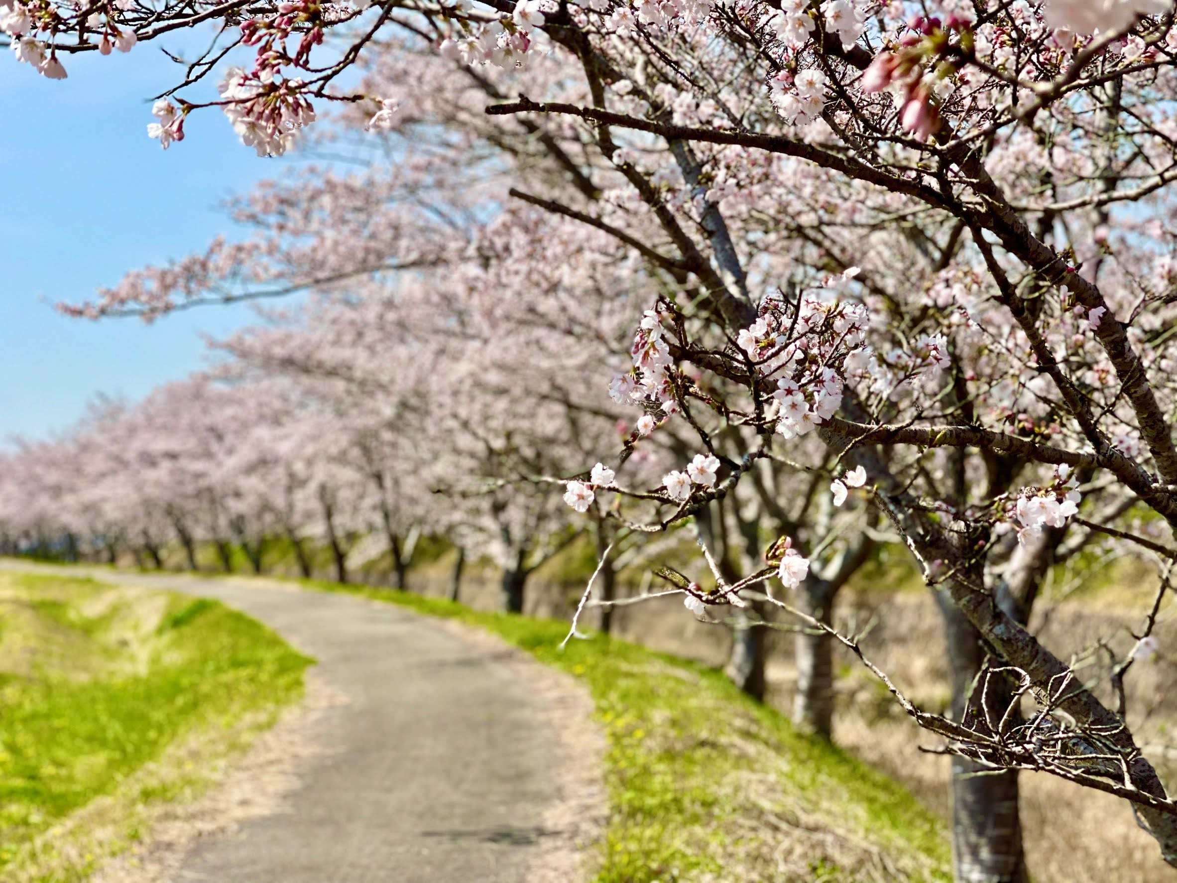 This is MIKI桜YouTube2022】 北谷川桜堤 | 三木市のファンサイトThis