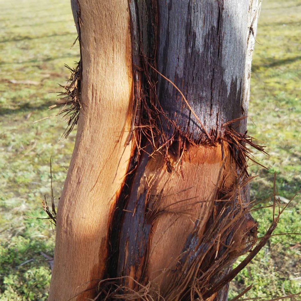 木 の 皮 を 剥ぐ 方法