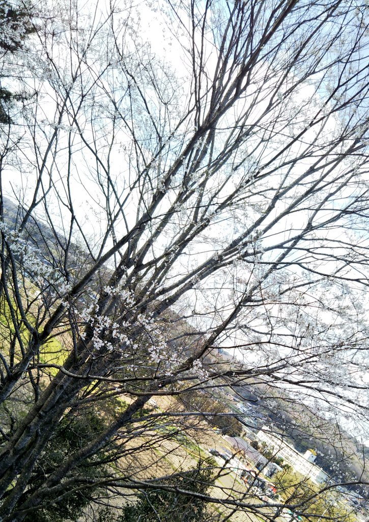 淡墨桜 うすずみざくら と志染に伝承の二皇子の物語 三木市のファンサイトthis Is Miki 淡墨桜 うすずみざくら と志染に伝承の二皇子の物語 三木市のファンサイトthis Is Miki