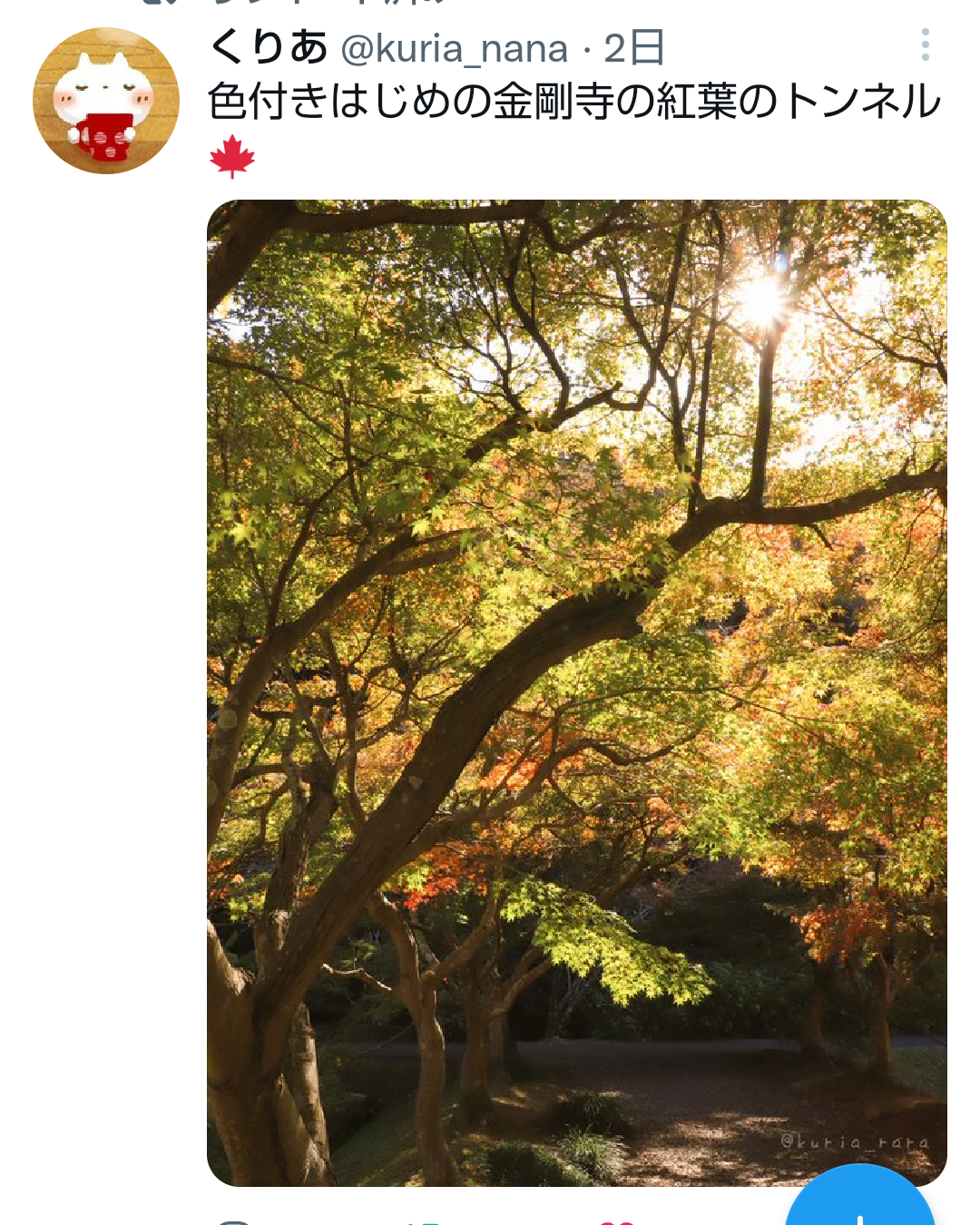 金剛寺の紅葉トンネル 三木市のファンサイトthis Is Miki